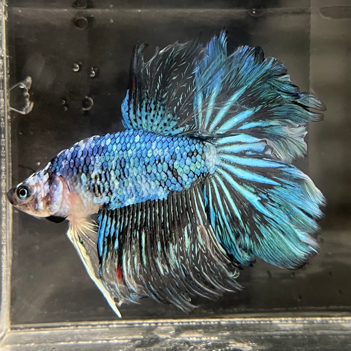 the-fish-farm Male Betta Male Betta - One Only - 1 Choose your favourite Male Betta from The Fish Farm Australia