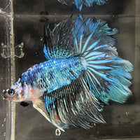 the-fish-farm Male Betta Male Betta - One Only - 1 Choose your favourite Male Betta from The Fish Farm Australia