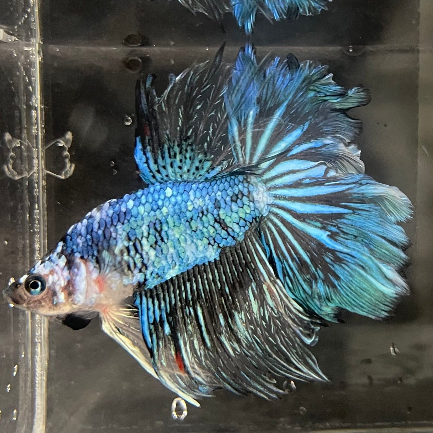 the-fish-farm Male Betta Male Betta - One Only - 1 Choose your favourite Male Betta from The Fish Farm Australia