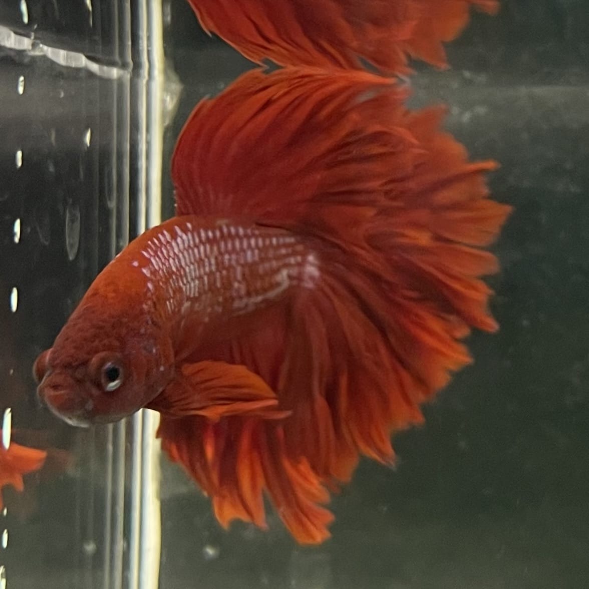 the-fish-farm Male Betta Male Betta - One Only - 1 Choose your favourite Male Betta from The Fish Farm Australia