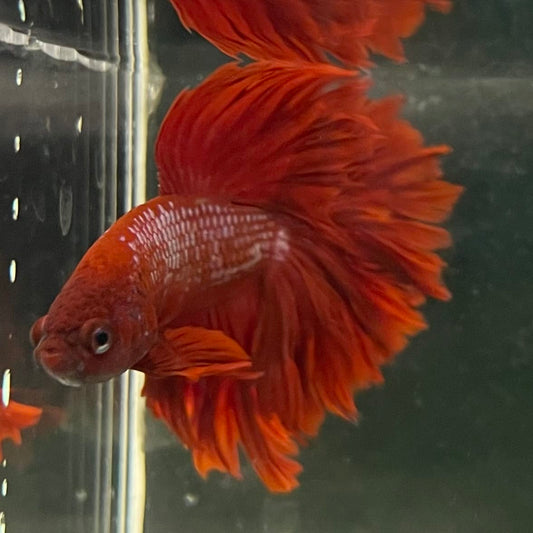 the-fish-farm Male Betta Male Betta - One Only - 1 Choose your favourite Male Betta from The Fish Farm Australia