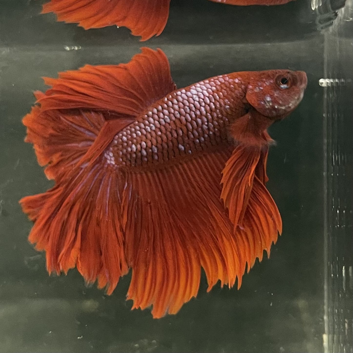 the-fish-farm Male Betta Male Betta - One Only - 1 Choose your favourite Male Betta from The Fish Farm Australia