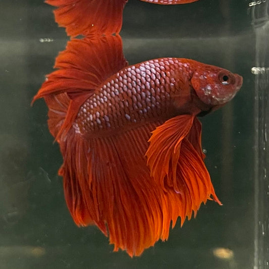 the-fish-farm Male Betta Male Betta - One Only - 1 Choose your favourite Male Betta from The Fish Farm Australia