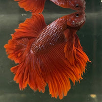 the-fish-farm Male Betta Male Betta - One Only - 1 Choose your favourite Male Betta from The Fish Farm Australia