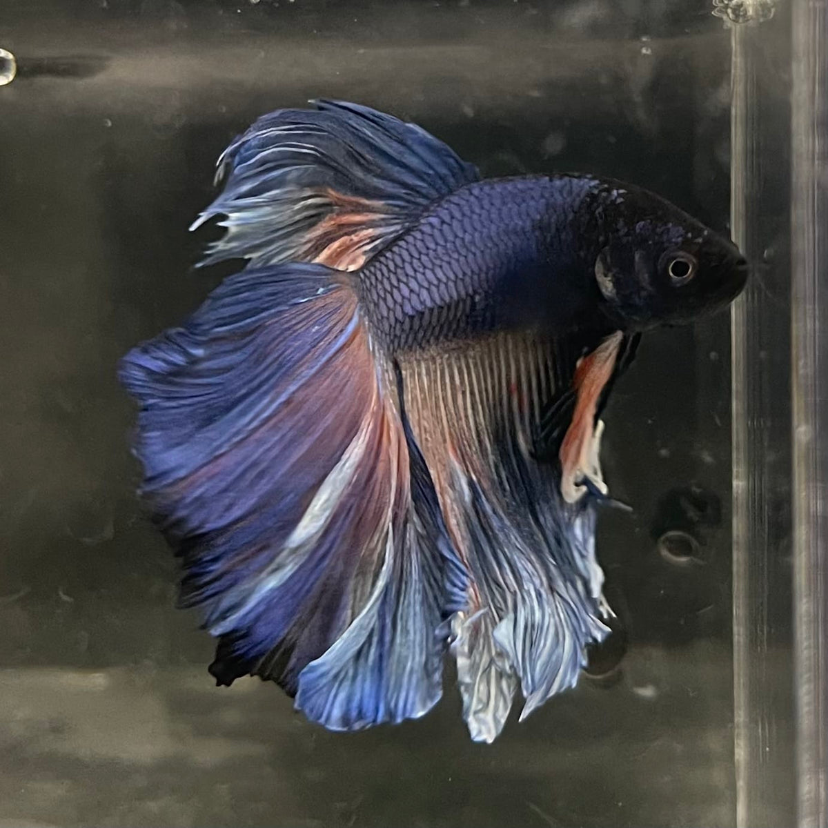 the-fish-farm Male Betta Male Betta - One Only - 1 Choose your favourite Male Betta from The Fish Farm Australia