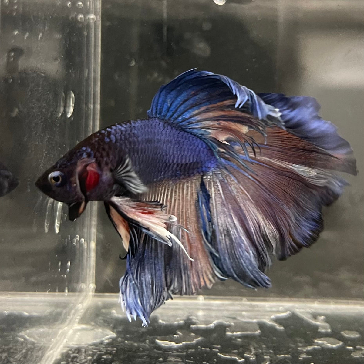 the-fish-farm Male Betta Male Betta - One Only - 1 Choose your favourite Male Betta from The Fish Farm Australia