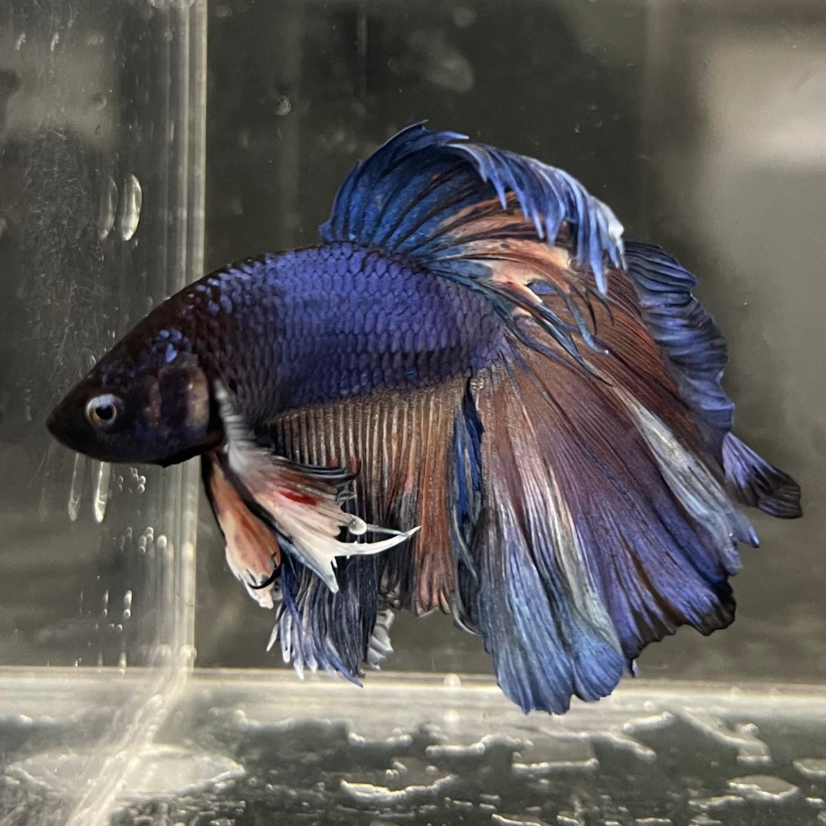 the-fish-farm Male Betta Male Betta - One Only - 1 Choose your favourite Male Betta from The Fish Farm Australia
