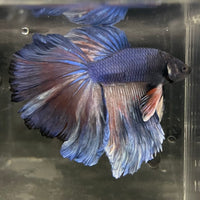 the-fish-farm Male Betta Male Betta - One Only - 1 Choose your favourite Male Betta from The Fish Farm Australia