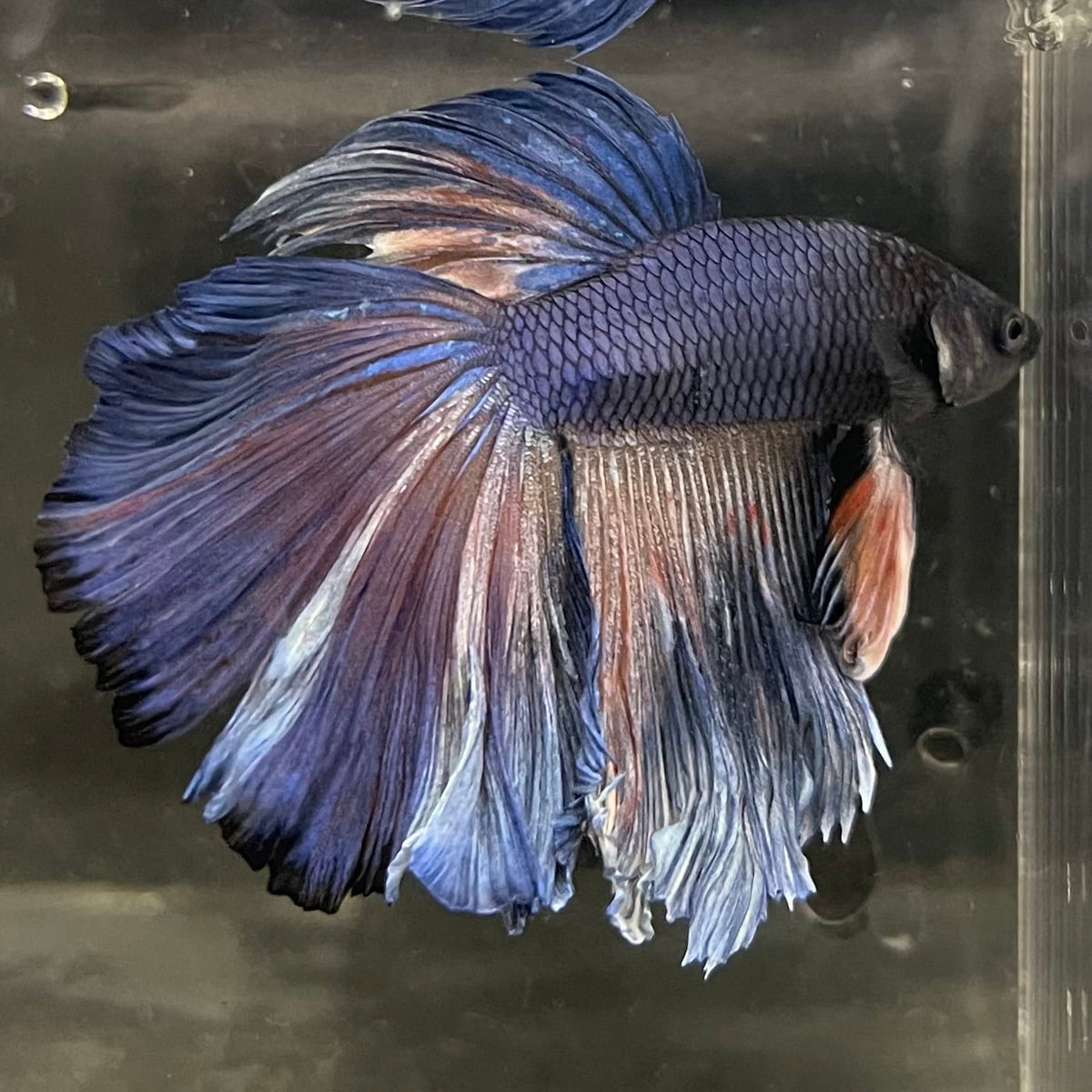 the-fish-farm Male Betta Male Betta - One Only - 1 Choose your favourite Male Betta from The Fish Farm Australia