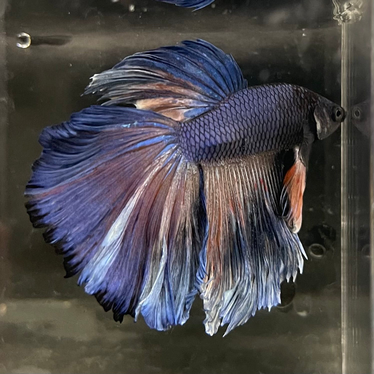 the-fish-farm Male Betta Male Betta - One Only - 1 Choose your favourite Male Betta from The Fish Farm Australia