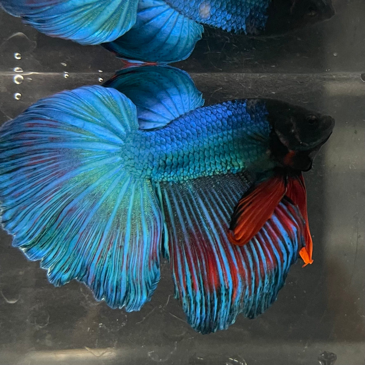 the-fish-farm Male Betta Male Betta - One Only - 1 Choose your favourite Male Betta from The Fish Farm Australia