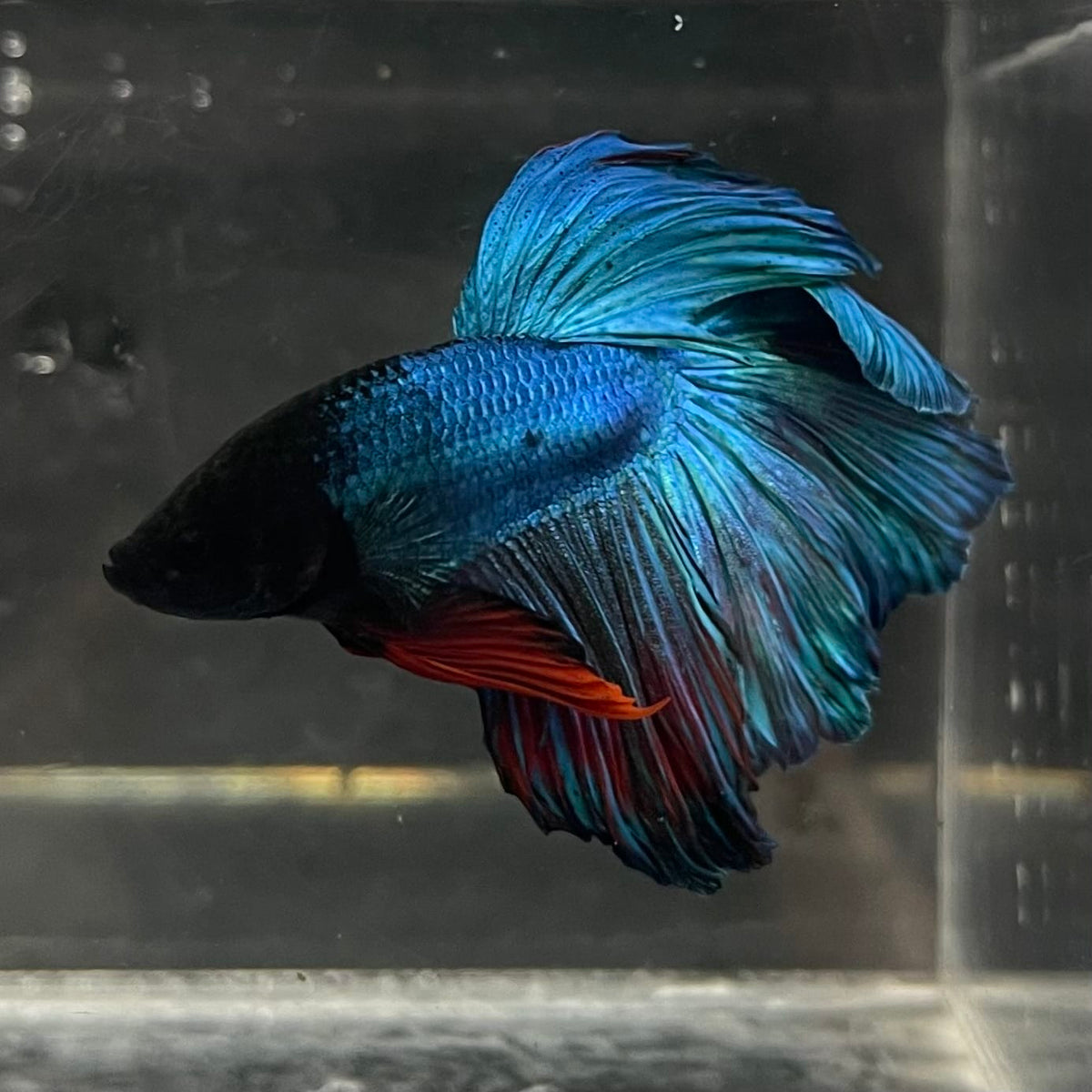 the-fish-farm Male Betta Male Betta - One Only - 1 Choose your favourite Male Betta from The Fish Farm Australia