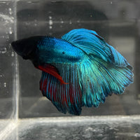 the-fish-farm Male Betta Male Betta - One Only - 1 Choose your favourite Male Betta from The Fish Farm Australia