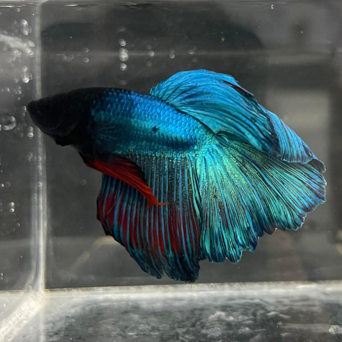 the-fish-farm Male Betta Male Betta - One Only - 1 Choose your favourite Male Betta from The Fish Farm Australia
