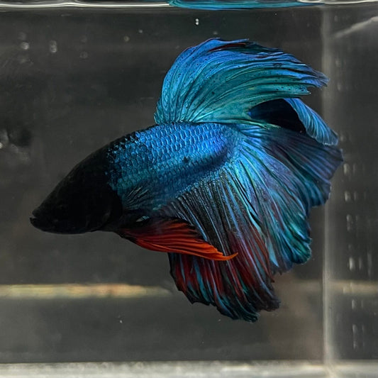 the-fish-farm Male Betta Male Betta - One Only - 1 Choose your favourite Male Betta from The Fish Farm Australia