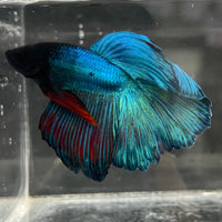 the-fish-farm Male Betta Male Betta - One Only - 1 Choose your favourite Male Betta from The Fish Farm Australia