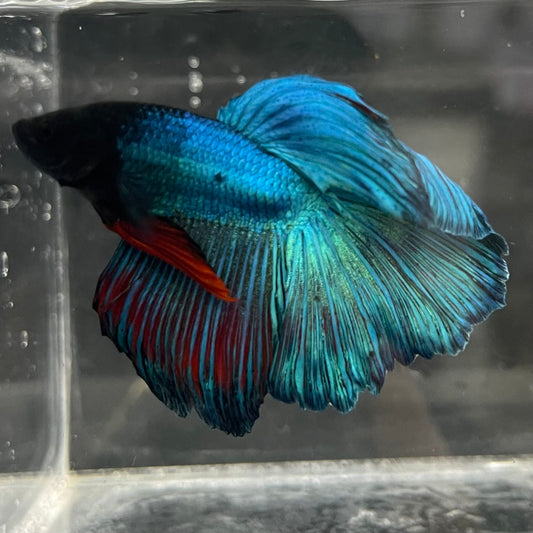 the-fish-farm Male Betta Male Betta - One Only - 1 Choose your favourite Male Betta from The Fish Farm Australia