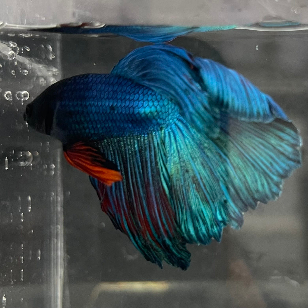 the-fish-farm Male Betta Male Betta - One Only - 1 Choose your favourite Male Betta from The Fish Farm Australia