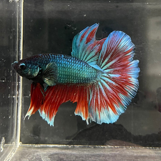 the-fish-farm Male Betta Male Betta - One Only - 1 Choose your favourite Male Betta from The Fish Farm Australia
