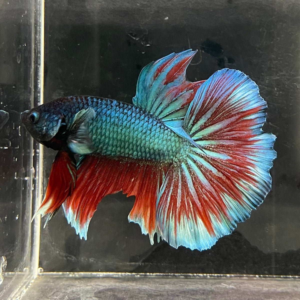 the-fish-farm Male Betta Male Betta - One Only - 1 Choose your favourite Male Betta from The Fish Farm Australia