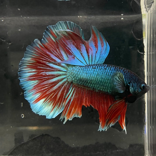 the-fish-farm Male Betta Male Betta - One Only - 1 Choose your favourite Male Betta from The Fish Farm Australia