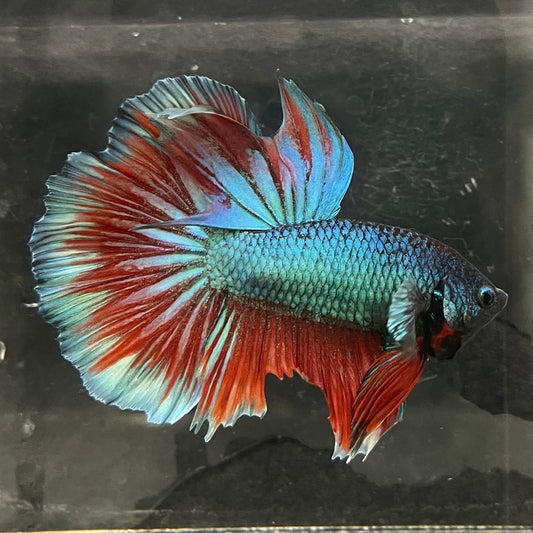 the-fish-farm Male Betta Male Betta - One Only - 1 Choose your favourite Male Betta from The Fish Farm Australia