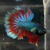 the-fish-farm Male Betta Male Betta - One Only - 1 Choose your favourite Male Betta from The Fish Farm Australia