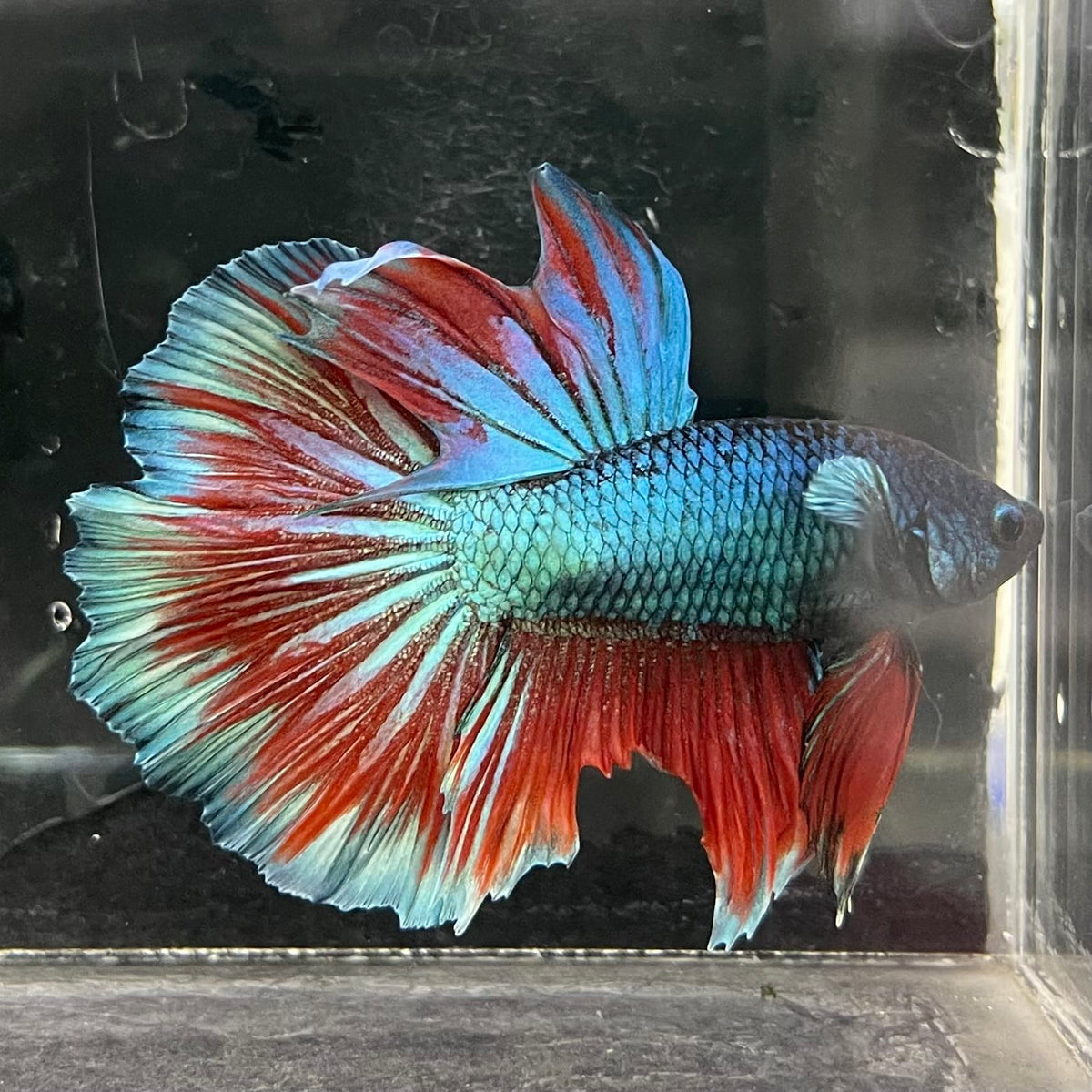 the-fish-farm Male Betta Male Betta - One Only - 1 Choose your favourite Male Betta from The Fish Farm Australia