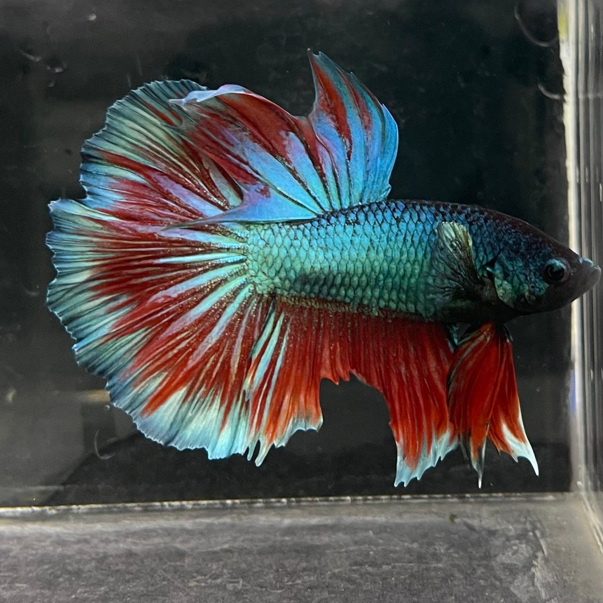 the-fish-farm Male Betta Male Betta - One Only - 1 Choose your favourite Male Betta from The Fish Farm Australia
