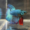 the-fish-farm Male Betta Male Betta - One Only - 1 Choose your favourite Male Betta from The Fish Farm Australia