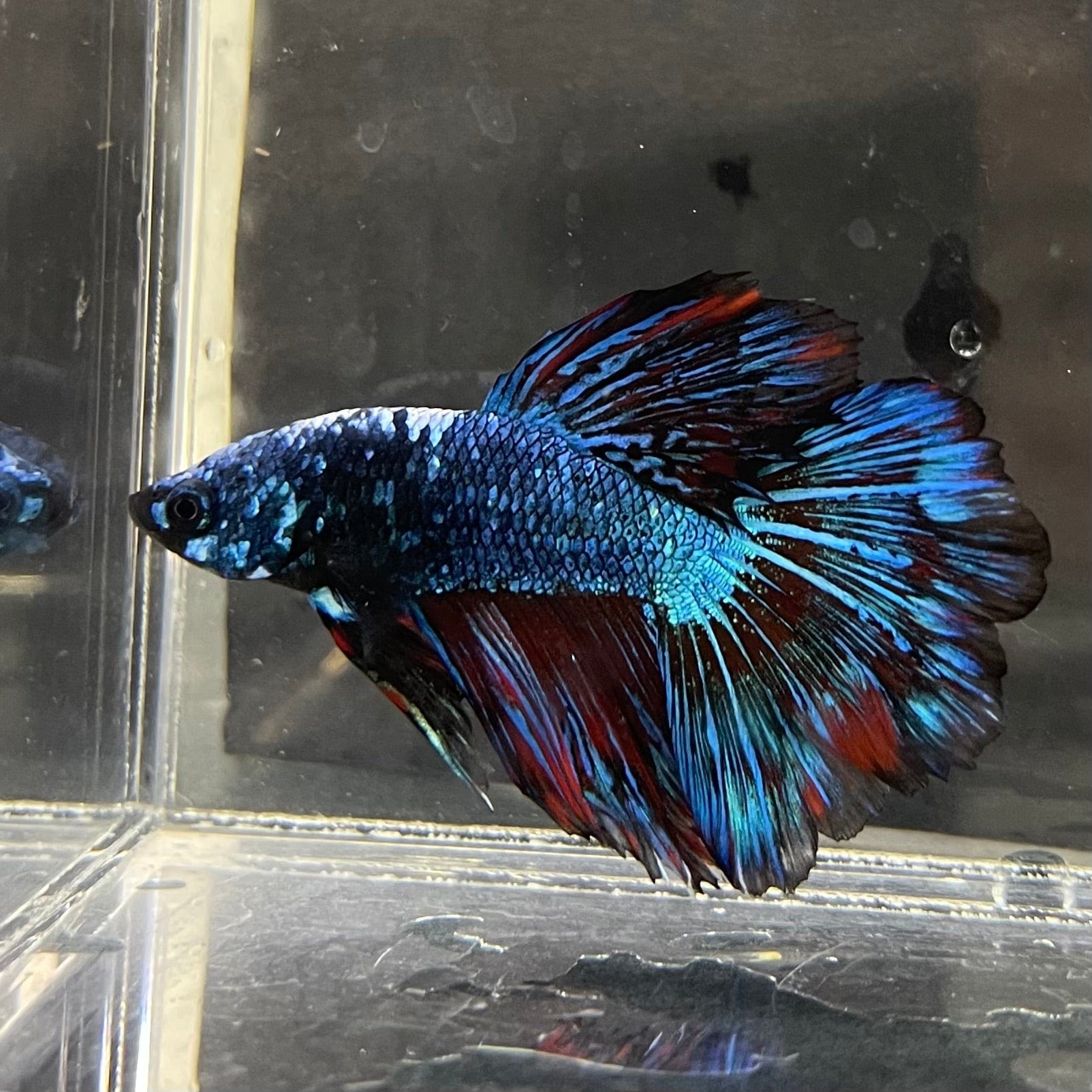 the-fish-farm Male Betta Male Betta - One Only - 10 Choose your favourite Male Betta from The Fish Farm Australia