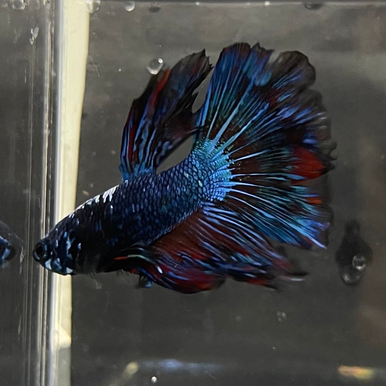 the-fish-farm Male Betta Male Betta - One Only - 10 Choose your favourite Male Betta from The Fish Farm Australia