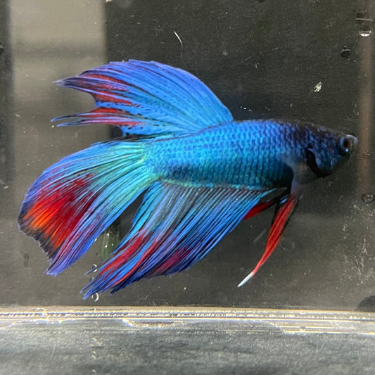 the-fish-farm Male Betta Male Betta - One Only - 10 Choose your favourite Male Betta from The Fish Farm Australia