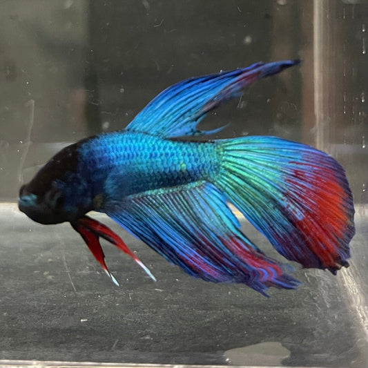 the-fish-farm Male Betta Male Betta - One Only - 10 Choose your favourite Male Betta from The Fish Farm Australia