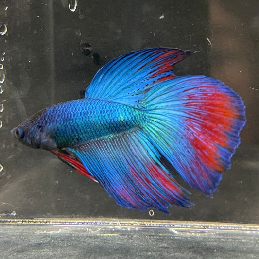the-fish-farm Male Betta Male Betta - One Only - 10 Choose your favourite Male Betta from The Fish Farm Australia