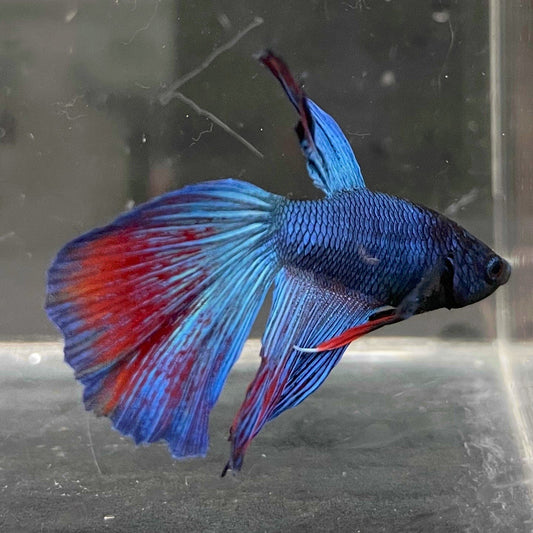 the-fish-farm Male Betta Male Betta - One Only - 10 Choose your favourite Male Betta from The Fish Farm Australia