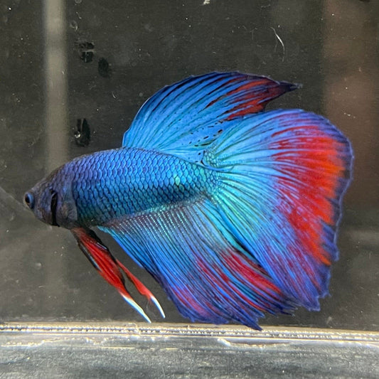 the-fish-farm Male Betta Male Betta - One Only - 10 Choose your favourite Male Betta from The Fish Farm Australia