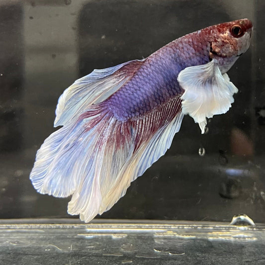 the-fish-farm Male Betta Male Betta - One Only - 10 Choose your favourite Male Betta from The Fish Farm Australia