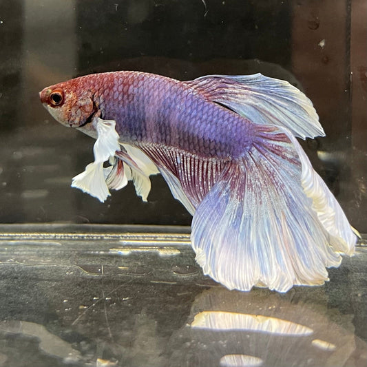 the-fish-farm Male Betta Male Betta - One Only - 10 Choose your favourite Male Betta from The Fish Farm Australia