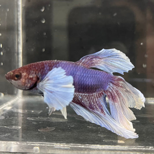 the-fish-farm Male Betta Male Betta - One Only - 10 Choose your favourite Male Betta from The Fish Farm Australia