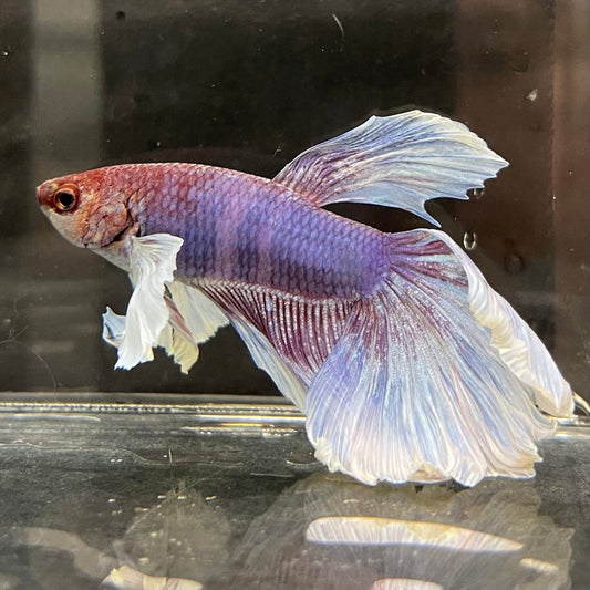 the-fish-farm Male Betta Male Betta - One Only - 10 Choose your favourite Male Betta from The Fish Farm Australia