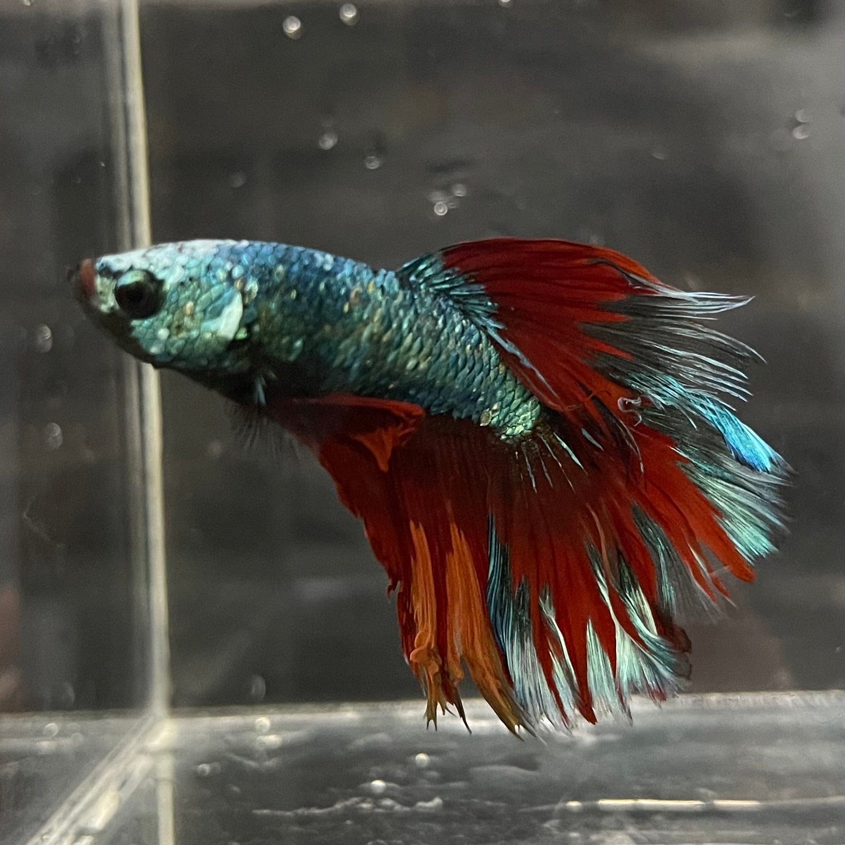 the-fish-farm Male Betta Male Betta - One Only - 10 Choose your favourite Male Betta from The Fish Farm Australia