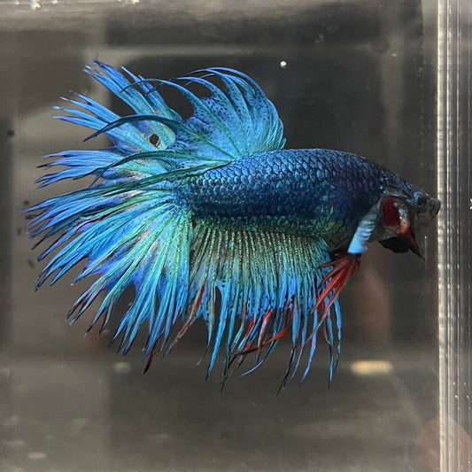 the-fish-farm Male Betta Male Betta - One Only - 10 Choose your favourite Male Betta from The Fish Farm Australia
