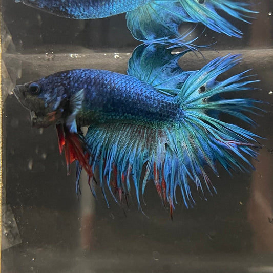 the-fish-farm Male Betta Male Betta - One Only - 10 Choose your favourite Male Betta from The Fish Farm Australia