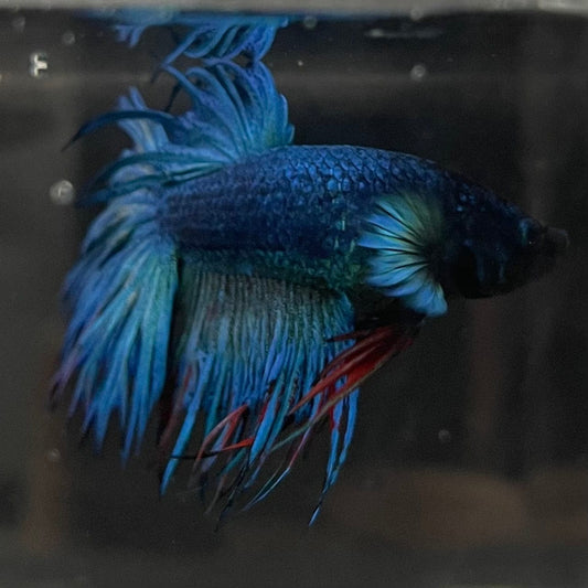 the-fish-farm Male Betta Male Betta - One Only - 10 Choose your favourite Male Betta from The Fish Farm Australia
