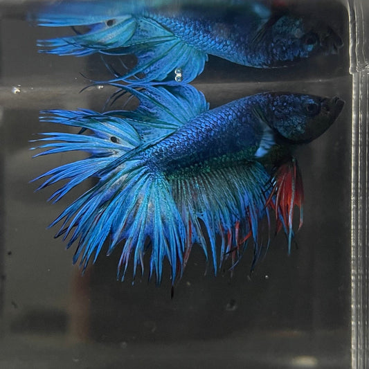 the-fish-farm Male Betta Male Betta - One Only - 10 Choose your favourite Male Betta from The Fish Farm Australia