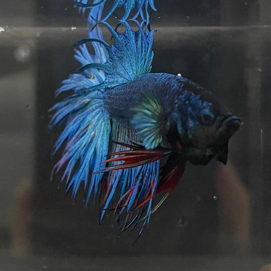 the-fish-farm Male Betta Male Betta - One Only - 10 Choose your favourite Male Betta from The Fish Farm Australia