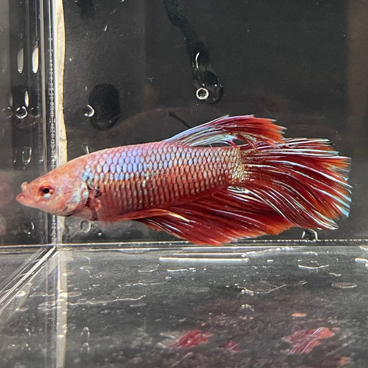 the-fish-farm Male Betta Male Betta - One Only - 10 Choose your favourite Male Betta from The Fish Farm Australia