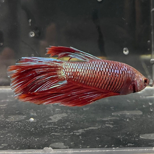 the-fish-farm Male Betta Male Betta - One Only - 10 Choose your favourite Male Betta from The Fish Farm Australia
