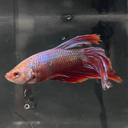 the-fish-farm Male Betta Male Betta - One Only - 10 Choose your favourite Male Betta from The Fish Farm Australia